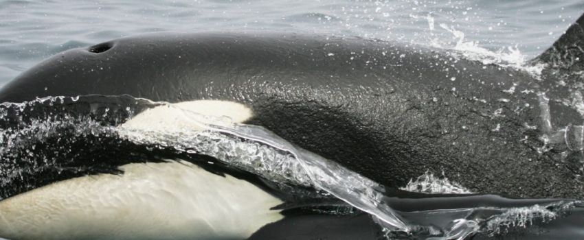 Orcas and human belong to an elite group (1)
