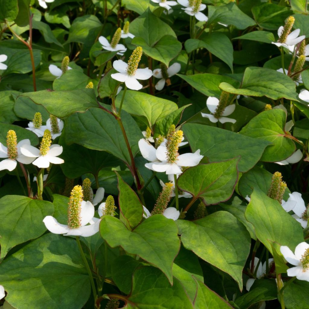 Houttuynia cordata picture