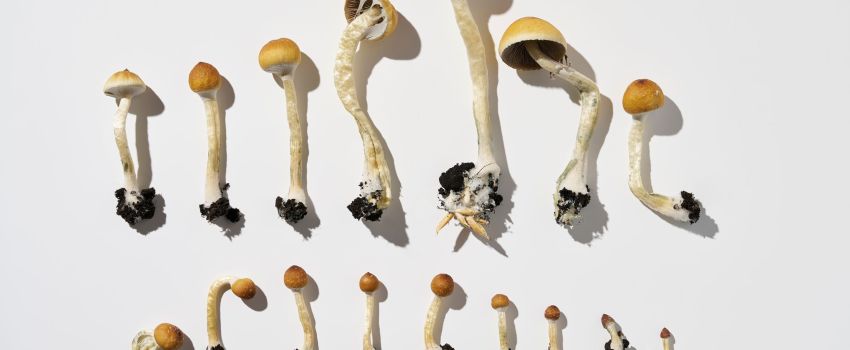 Different,Stages,Of,Growth,Of,Psilocybin,Mushrooms,,On,A,White